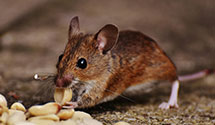 24 Hour & Emergency Exterminators in Thousand Oaks, CA